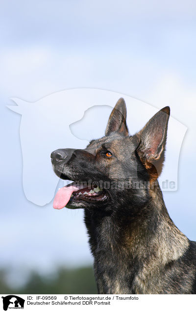 Deutscher Schferhund DDR Portrait / longhaired east German Shepherd / IF-09569