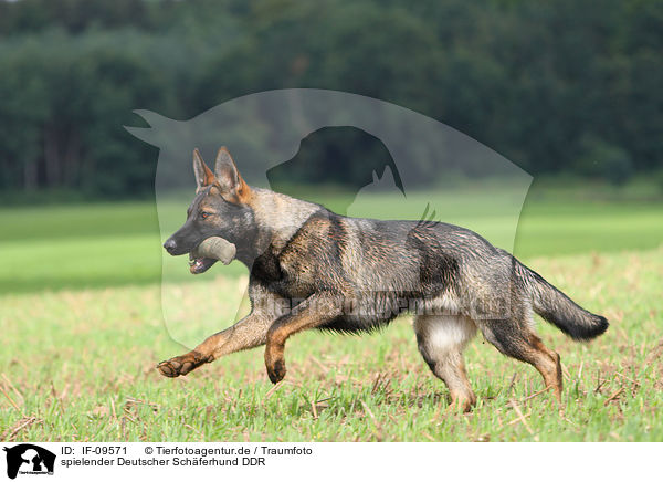 spielender Deutscher Schferhund DDR / playing east German Shepherd / IF-09571