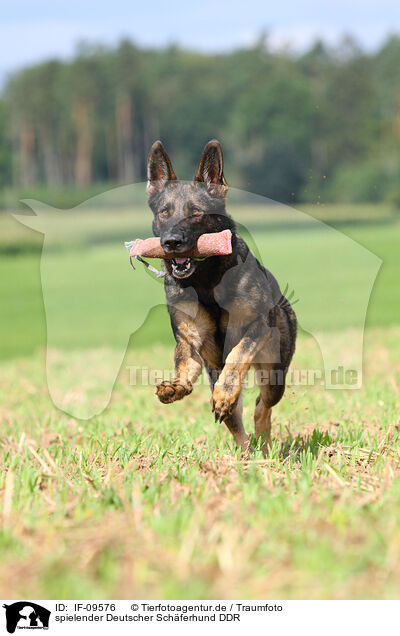 spielender Deutscher Schferhund DDR / IF-09576