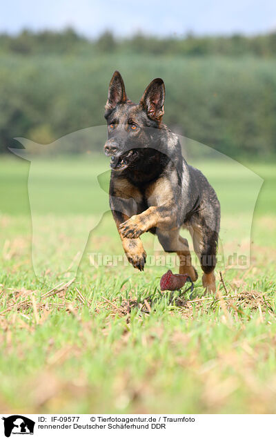 rennender Deutscher Schferhund DDR / IF-09577