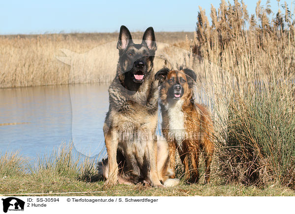 2 Hunde / SS-30594