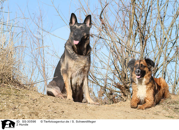 2 Hunde / SS-30596