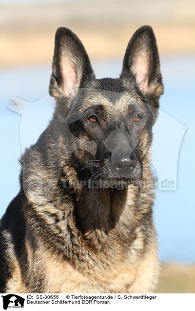 Deutscher Schferhund DDR Portrait / East German Shepherd Portrait / SS-30656