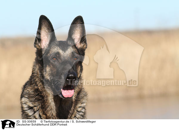 Deutscher Schferhund DDR Portrait / SS-30659