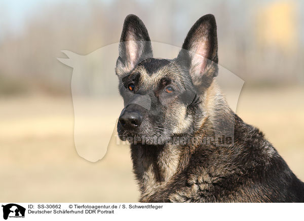 Deutscher Schferhund DDR Portrait / SS-30662