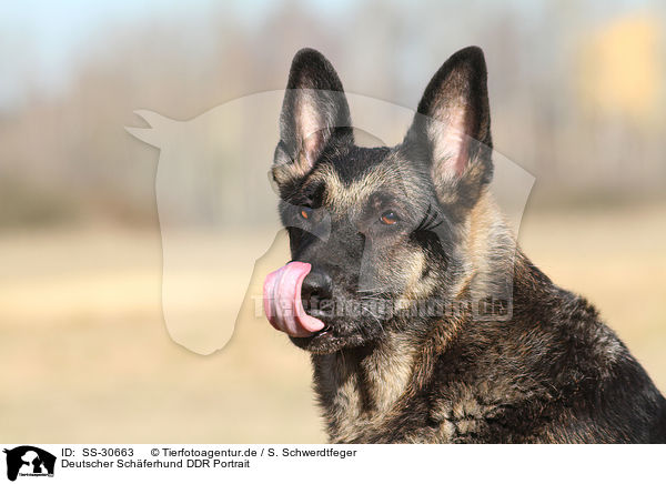 Deutscher Schferhund DDR Portrait / SS-30663