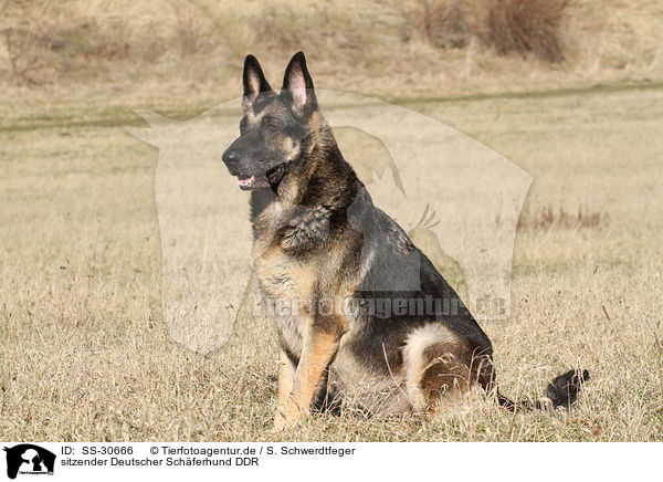 sitzender Deutscher Schferhund DDR / SS-30666