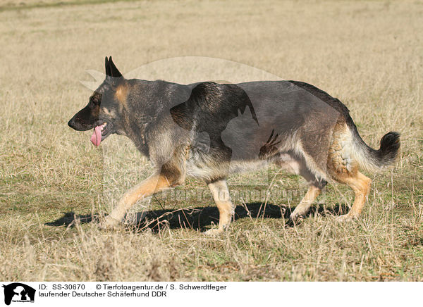 laufender Deutscher Schferhund DDR / SS-30670