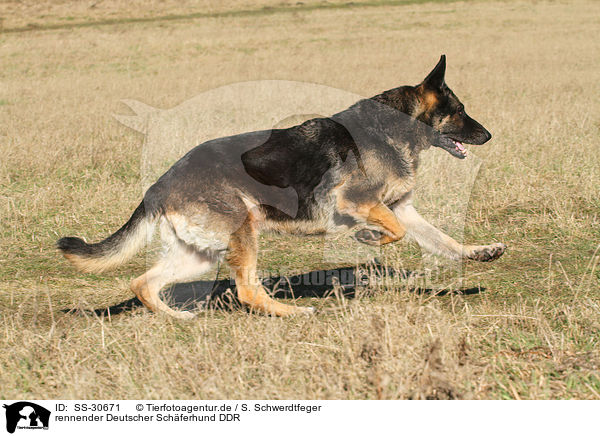 rennender Deutscher Schferhund DDR / running East German Shepherd / SS-30671