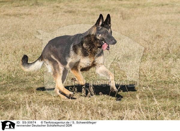 rennender Deutscher Schferhund DDR / SS-30674