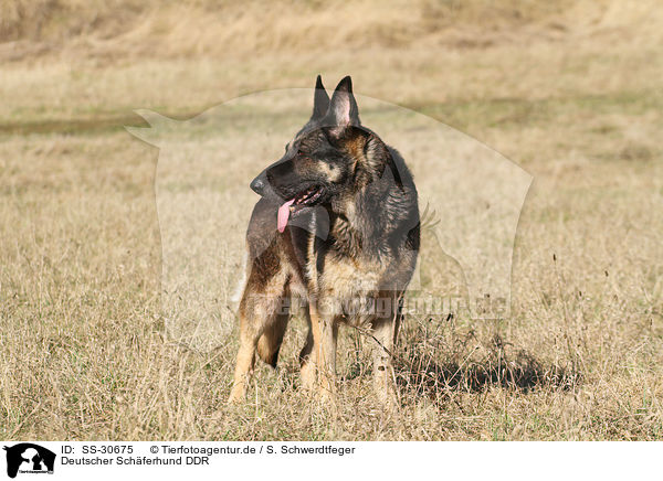 Deutscher Schferhund DDR / SS-30675