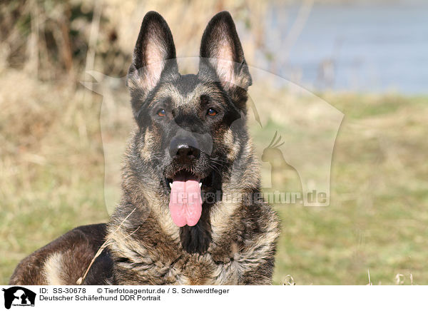 Deutscher Schferhund DDR Portrait / SS-30678