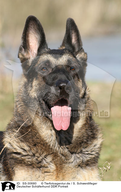 Deutscher Schferhund DDR Portrait / SS-30680