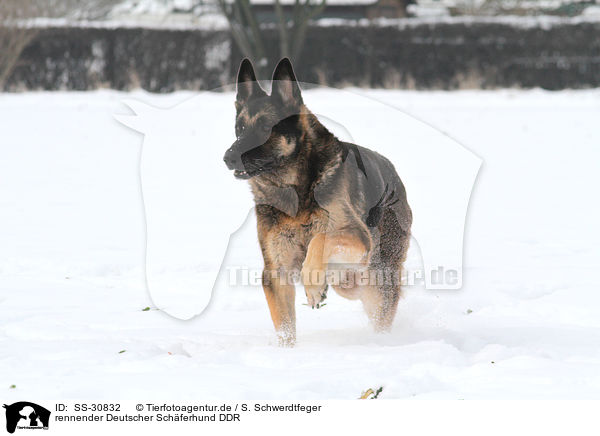 rennender Deutscher Schferhund DDR / running East German Shepherd / SS-30832