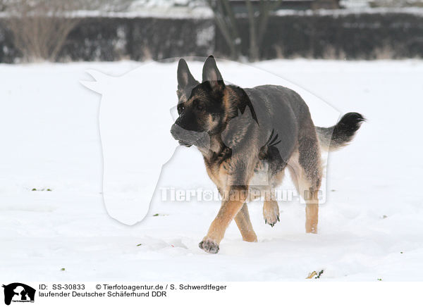 laufender Deutscher Schferhund DDR / walking East German Shepherd / SS-30833