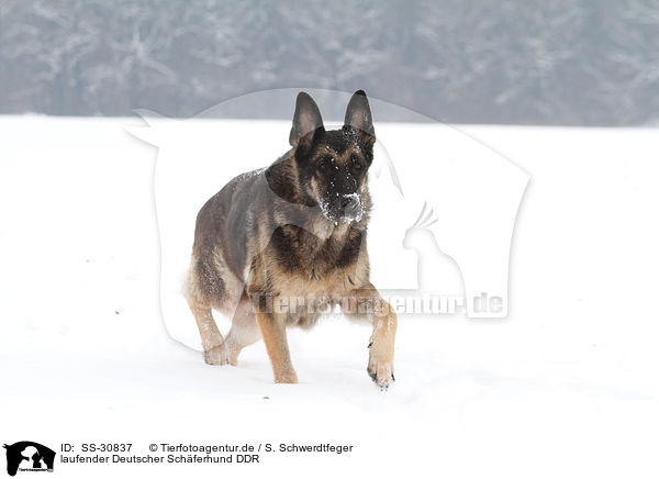 laufender Deutscher Schferhund DDR / walking East German Shepherd / SS-30837