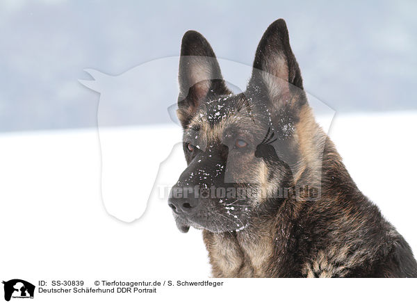 Deutscher Schferhund DDR Portrait / East German Shepherd Portrait / SS-30839