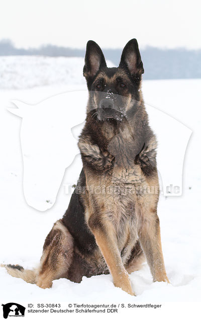 sitzender Deutscher Schferhund DDR / sitting East German Shepherd / SS-30843