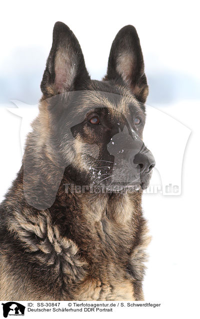 Deutscher Schferhund DDR Portrait / East German Shepherd Portrait / SS-30847