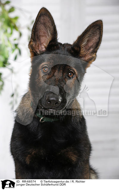 junger Deutscher Schferhund DDR / RR-68574