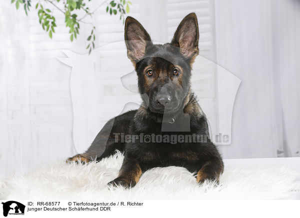 junger Deutscher Schferhund DDR / RR-68577