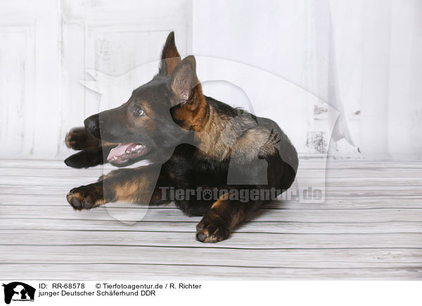 junger Deutscher Sch�ferhund DDR / young Eastern German Shepherd / RR-68578