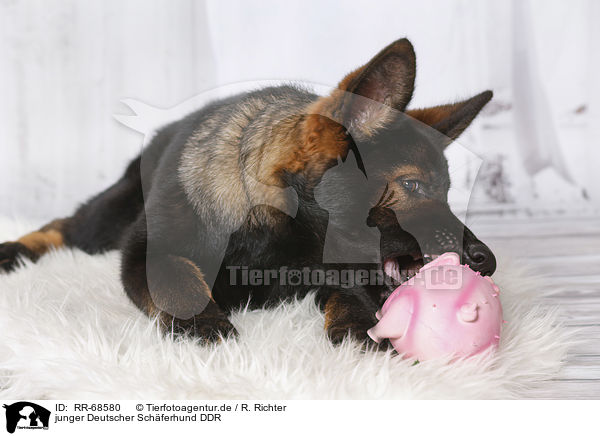 junger Deutscher Schferhund DDR / RR-68580