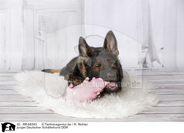 junger Deutscher Schferhund DDR / RR-68583
