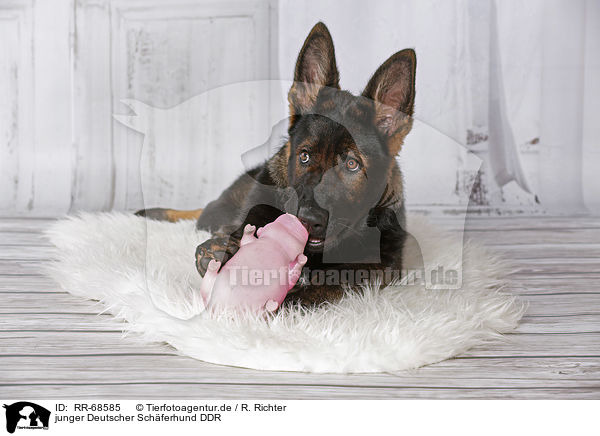 junger Deutscher Schferhund DDR / RR-68585