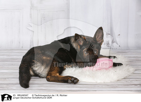 junger Deutscher Schferhund DDR / RR-68587