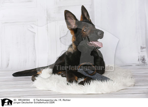 junger Deutscher Schferhund DDR / RR-68594