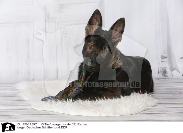 junger Deutscher Schferhund DDR / young Eastern German Shepherd / RR-68597
