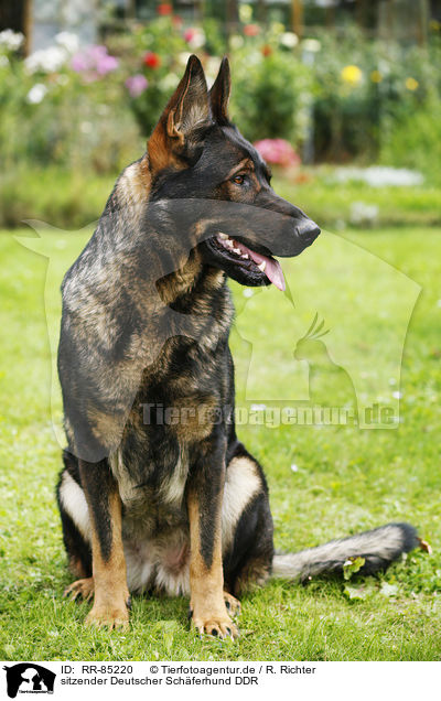 sitzender Deutscher Schferhund DDR / sitting German Shepherd GDR / RR-85220