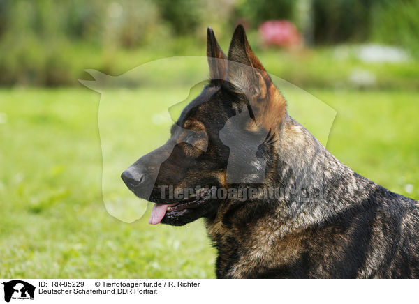 Deutscher Schferhund DDR Portrait / RR-85229