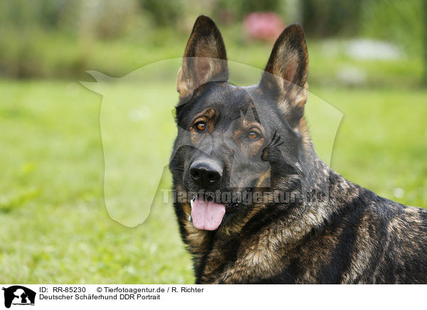 Deutscher Schferhund DDR Portrait / RR-85230