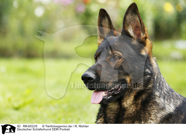 Deutscher Schferhund DDR Portrait / RR-85235