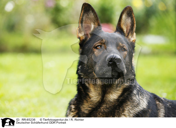 Deutscher Schferhund DDR Portrait / RR-85236