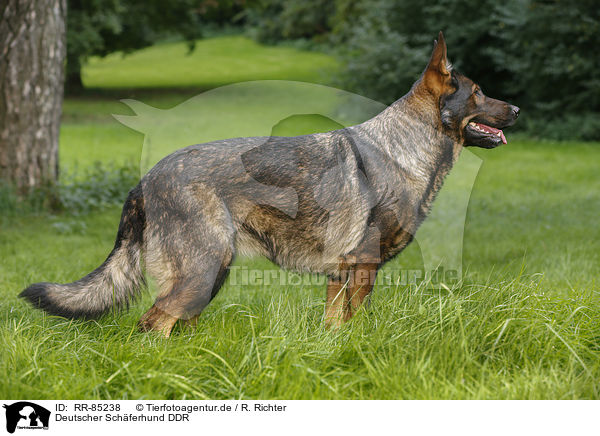 Deutscher Schferhund DDR / RR-85238