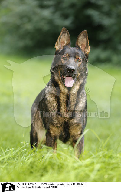 Deutscher Schferhund DDR / RR-85240