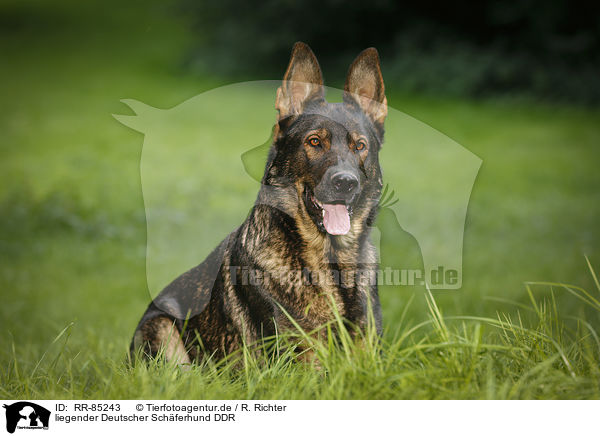 liegender Deutscher Schferhund DDR / RR-85243