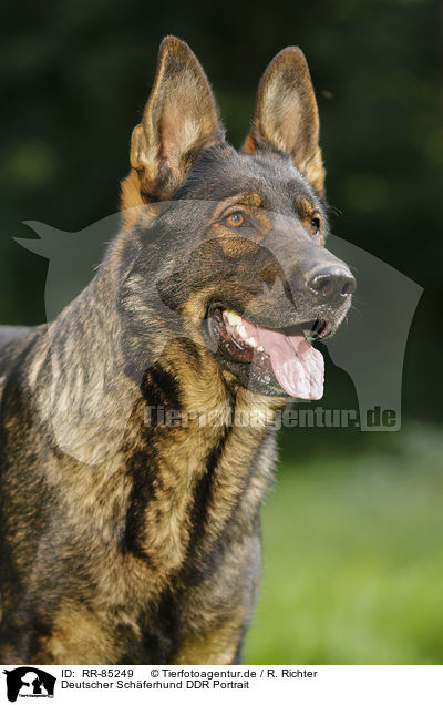 Deutscher Schferhund DDR Portrait / RR-85249