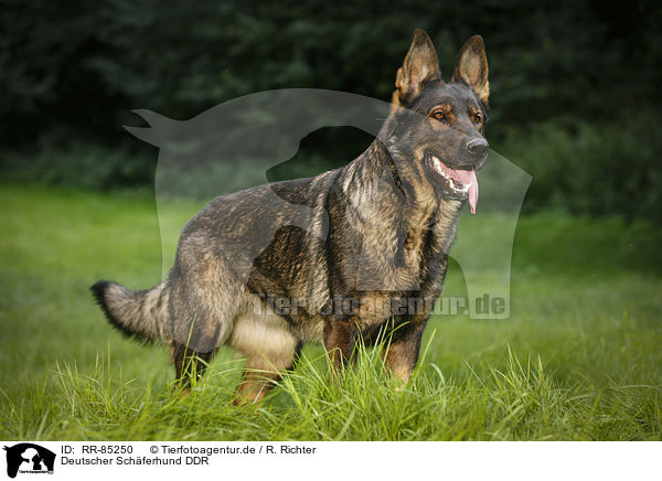 Deutscher Schferhund DDR / RR-85250