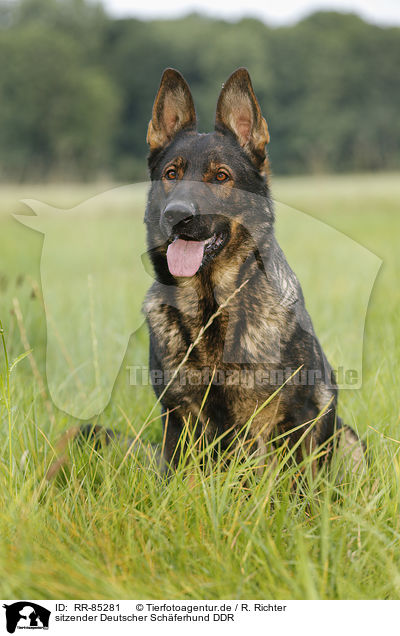 sitzender Deutscher Schferhund DDR / sitting German Shepherd GDR / RR-85281
