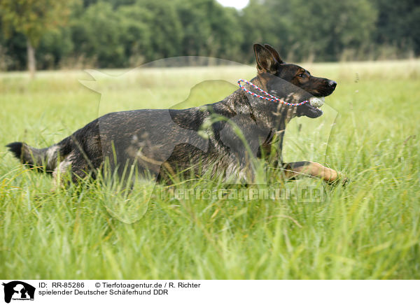 spielender Deutscher Schferhund DDR / playing German Shepherd GDR / RR-85286