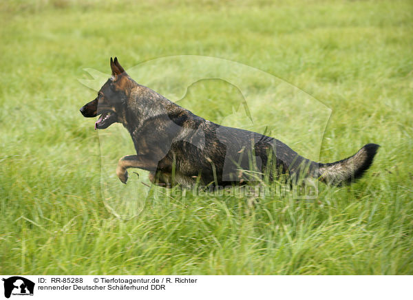 rennender Deutscher Schferhund DDR / running German Shepherd GDR / RR-85288