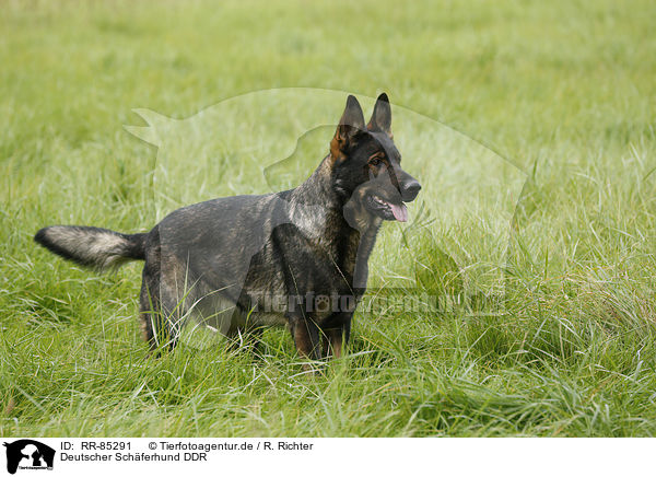 Deutscher Schferhund DDR / German Shepherd GDR / RR-85291