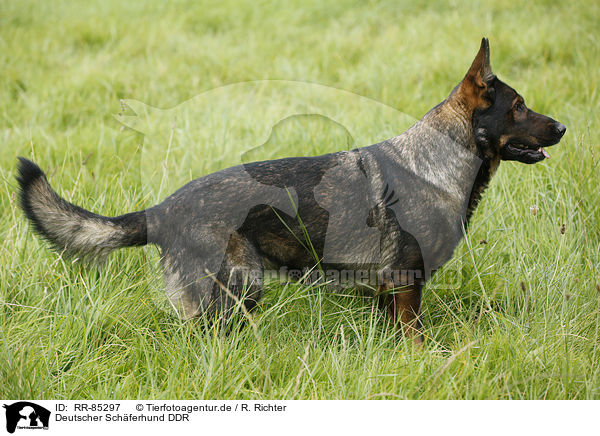 Deutscher Schferhund DDR / German Shepherd GDR / RR-85297