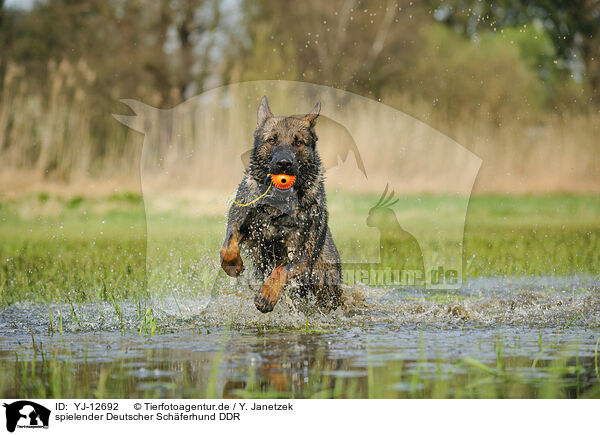 spielender Deutscher Schferhund DDR / playing German Shepherd GDR / YJ-12692