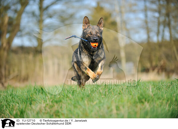 spielender Deutscher Schferhund DDR / playing German Shepherd GDR / YJ-12710