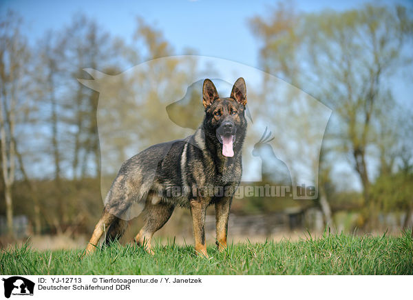Deutscher Schferhund DDR / German Shepherd GDR / YJ-12713